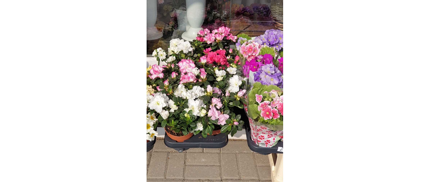 Flower bouquets